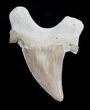 Inch Otodus Fossil Shark Tooth #1734-1